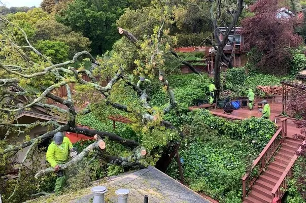 rimming branches near roof